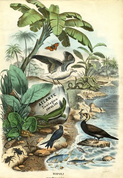 Pagina del titolo, 1863-79 da Raimundo Petraroja